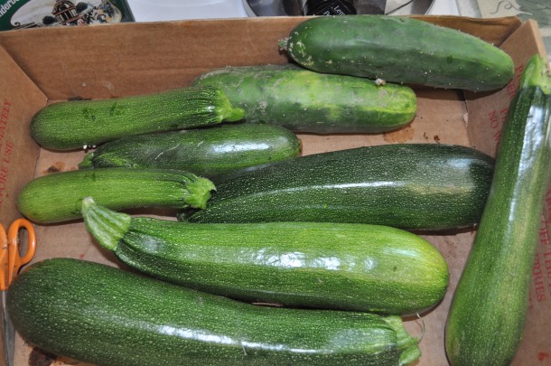 garden and dinner zucchini 006